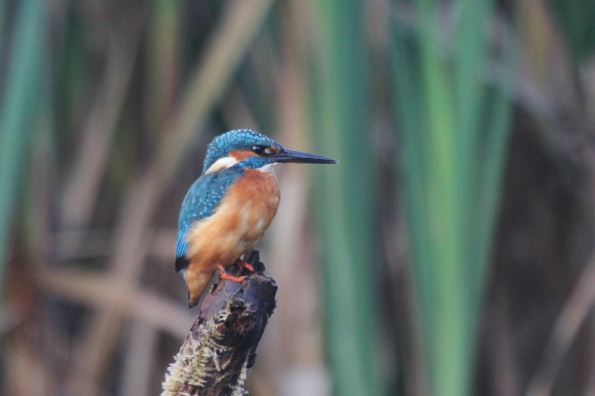 Kingfisher (male)