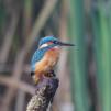 View the image: Kingfisher (male)