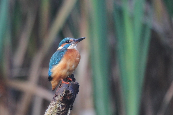 Kingfisher (male)