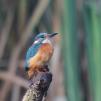 View the image: Kingfisher (male)