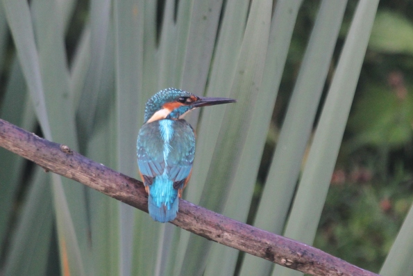 Kingfisher (male)