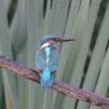 View the image: Kingfisher (male)