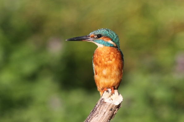 Kingfisher (male)