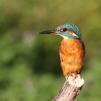 View the image: Kingfisher (male)