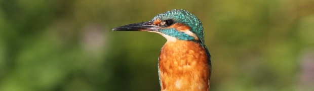 Kiveton Community Woodland:
Kingfisher:
Kingfisher (male)