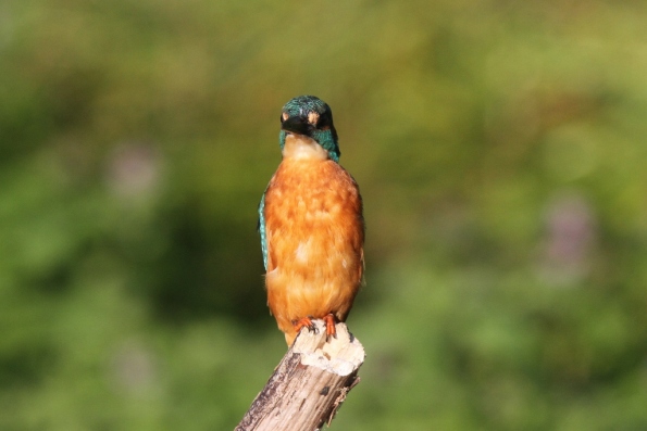 Kingfisher (male)