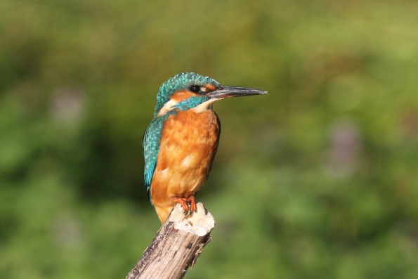 Kingfisher (male)