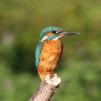 View the image: Kingfisher (male)