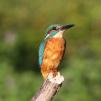 View the image: Kingfisher (male)