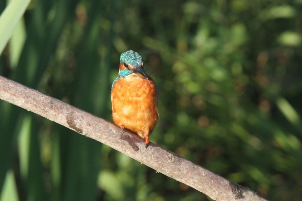 Kingfisher (male)