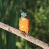 View the image: Kingfisher (male)