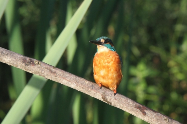 Kingfisher (male)