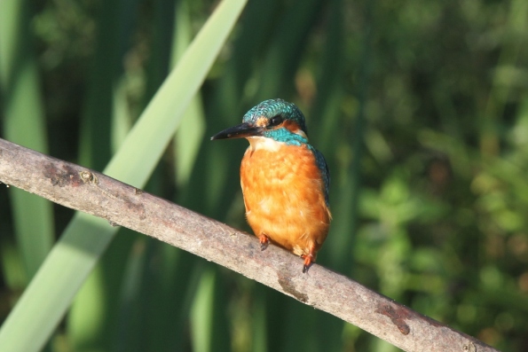 Kingfisher (male)