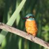 View the image: Kingfisher (male)