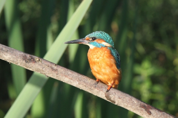 Kingfisher (male)