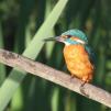 View the image: Kingfisher (male)