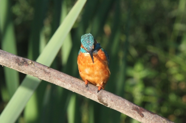 Kingfisher (male)