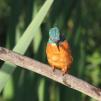 View the image: Kingfisher (male)