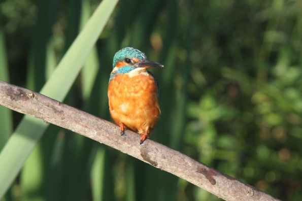 Kingfisher (male)