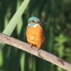 View the image: Kingfisher (male)