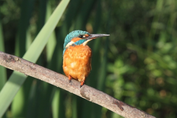 Kingfisher (male)