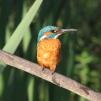 View the image: Kingfisher (male)