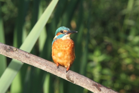 Kingfisher (male)