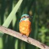 View the image: Kingfisher (male)