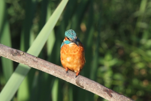 Kingfisher (male)