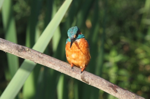 Kingfisher (male)