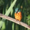 View the image: Kingfisher (male)