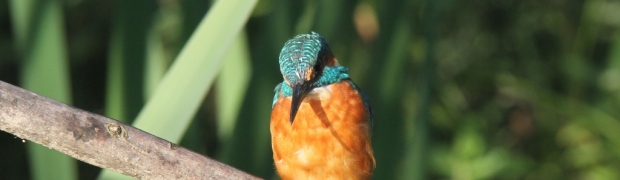 Kingfisher:
Kingfisher (male)