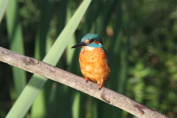 Kingfisher (male)