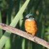 View the image: Kingfisher (male)