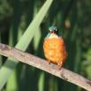 View the image: Kingfisher (male)