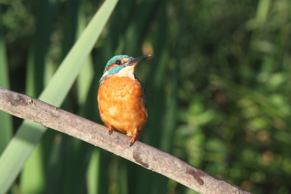 Kingfisher (male)