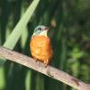 View the image: Kingfisher (male)