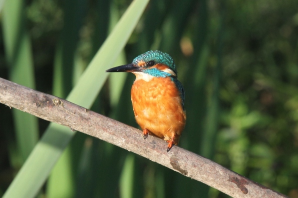 Kingfisher (male)