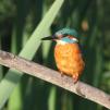 View the image: Kingfisher (male)