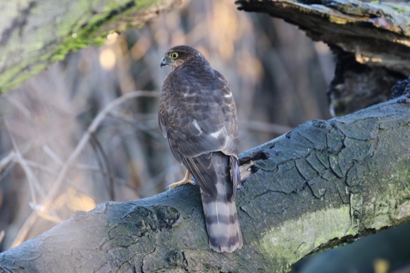 Sparrowhawk