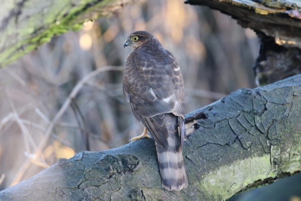 Sparrowhawk