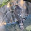 View the image: Sparrowhawk