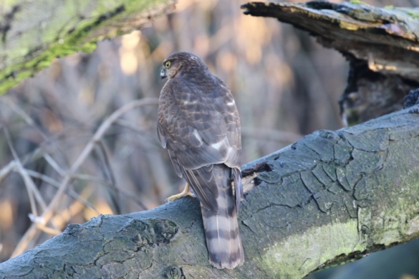 Sparrowhawk