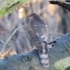 View the image: Sparrowhawk