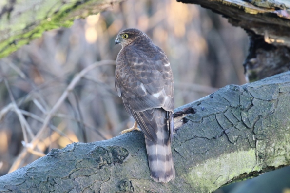 Sparrowhawk