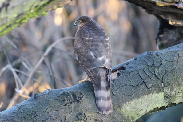 Sparrowhawk