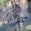 View the image: Sparrowhawk