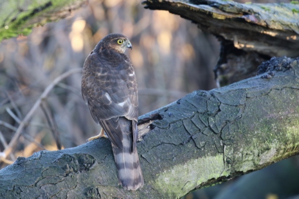 Sparrowhawk