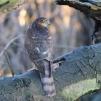 View the image: Sparrowhawk