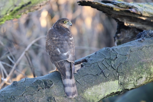 Sparrowhawk